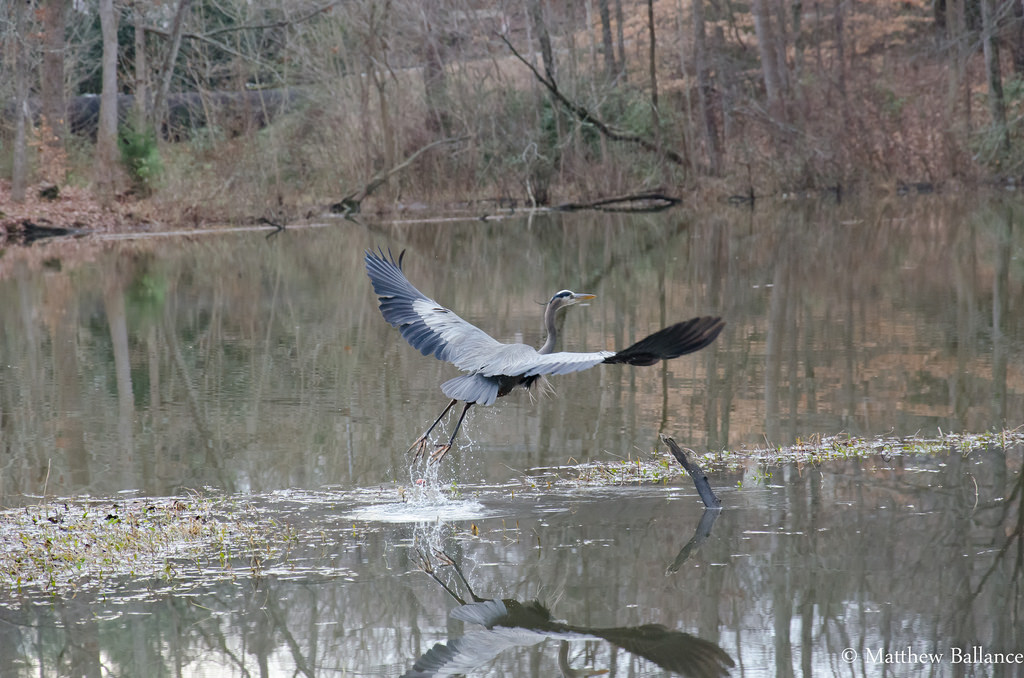 City Lake Park in Jamestown, North Carolina Kidfriendly Attractions