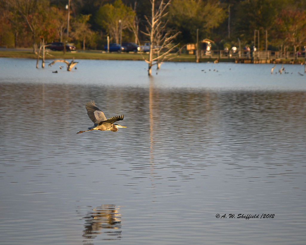 Purtis Creek State Park in Eustace, Texas Kidfriendly Attractions