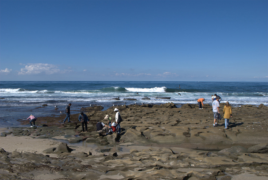 La Jolla Cove Tide Pools in La Jolla, California Kidfriendly