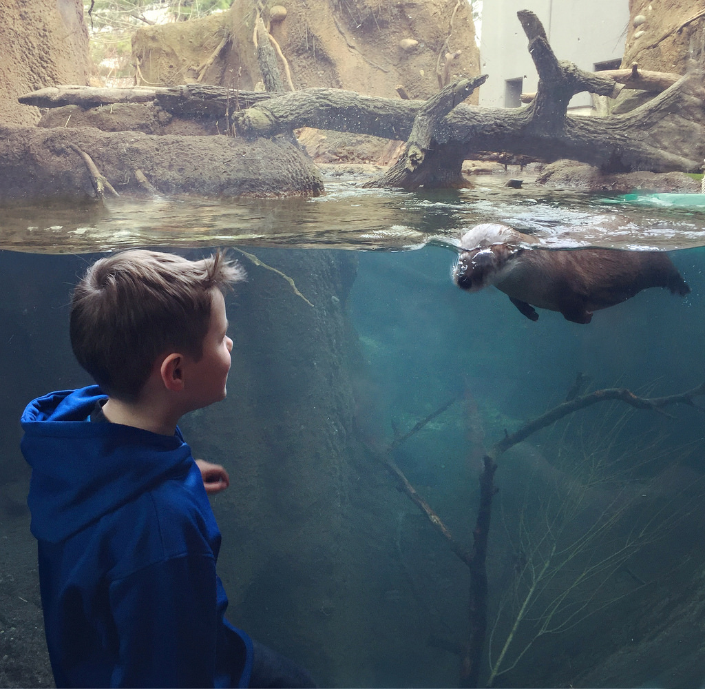 Lincoln Park Zoo in Chicago, Illinois Kidfriendly Attractions Trekaroo