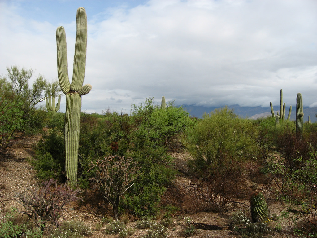 Cactus Forest Trail in Tucson, Arizona Kidfriendly Attractions