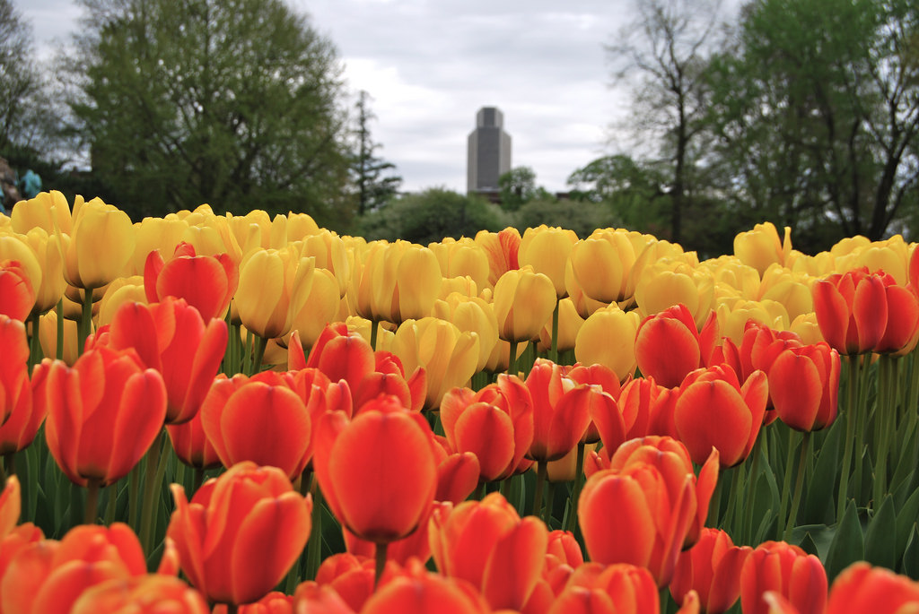 tulip festival albany ny 2023 vendors Tulip Festival in Albany, New York Kidfriendly Attractions Trekaroo