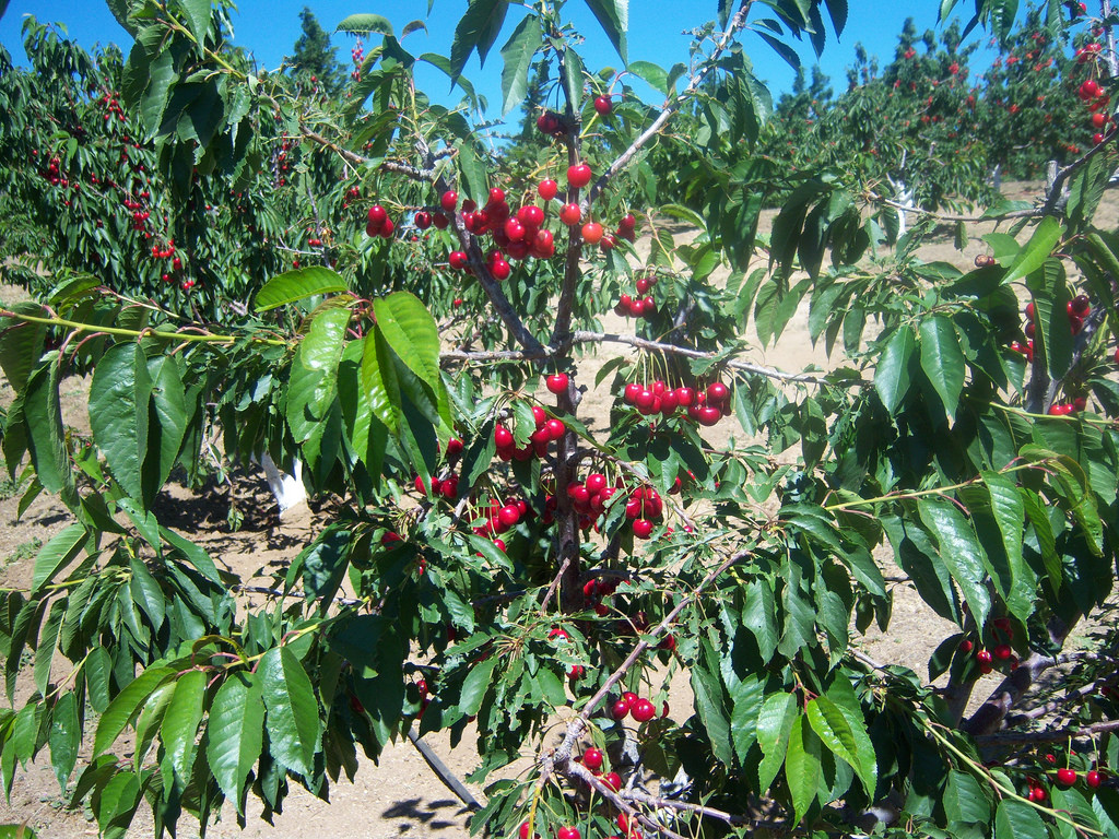 Maggiore Cherry Ranch in Brentwood, California Kidfriendly