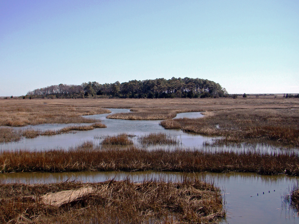The Eastern Shore of Virginia National Wildlife Refuge in Cape Charles