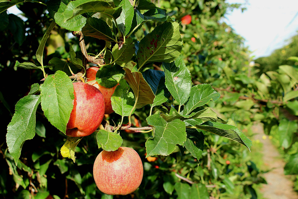 Apple Picking in North Trekaroo