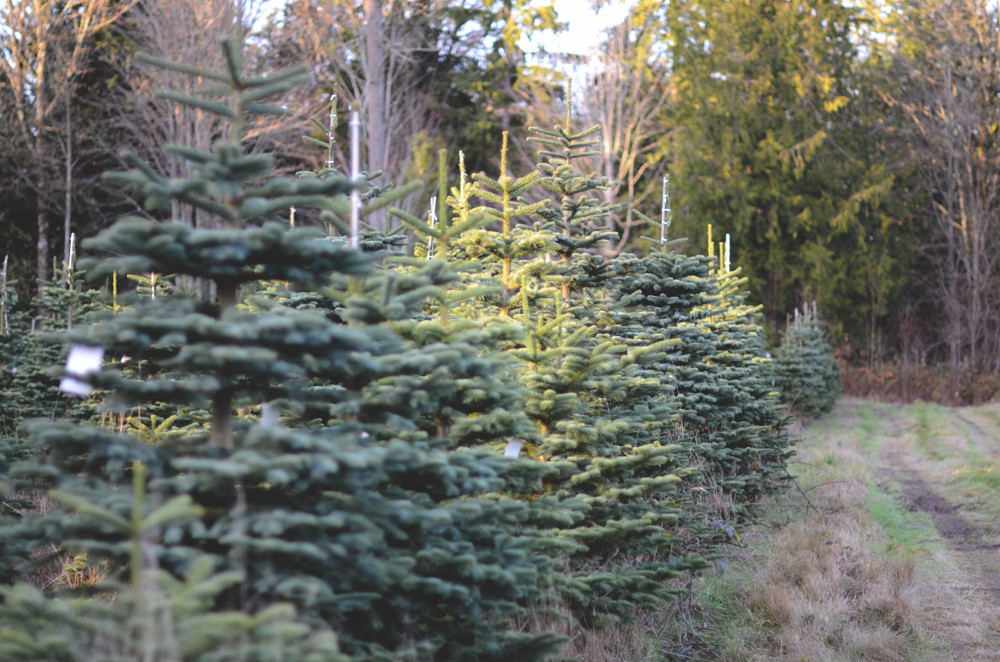 Christmas Tree Farms in the Greater Toronto Area Trekaroo