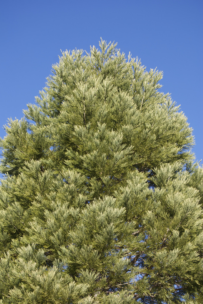 Gibbs Christmas Tree Farm in Citra, Florida Kidfriendly Attractions