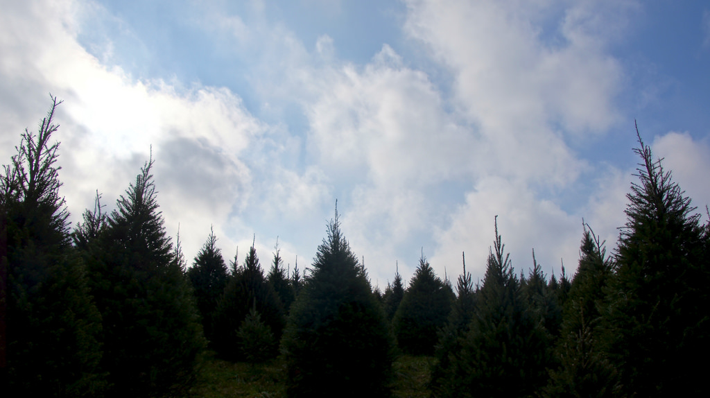 Whispering Pines Christmas Tree Farm in Milton, Florida Kidfriendly