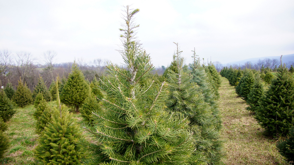 Nicholas's Christmas Tree Farm in Summerfield, Florida Kidfriendly