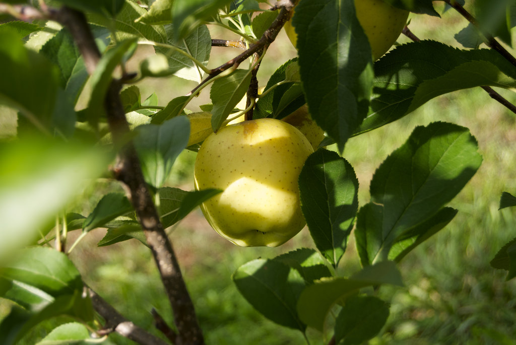 Apple Picking In and Around Columbus, Ohio Trekaroo