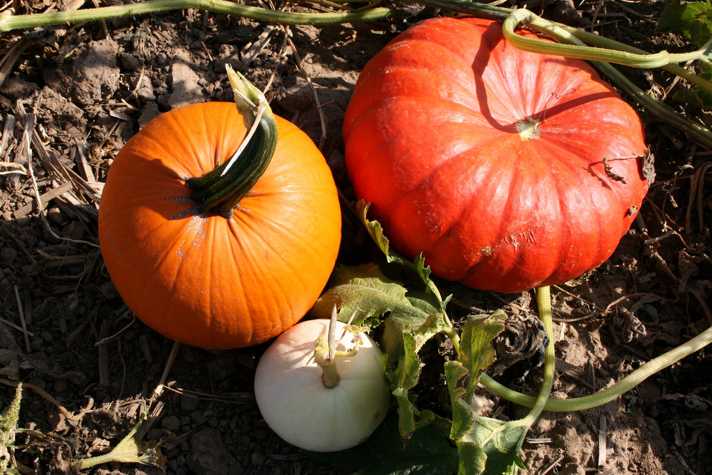 Pumpkin Patches Near Colorado Springs, CO Trekaroo