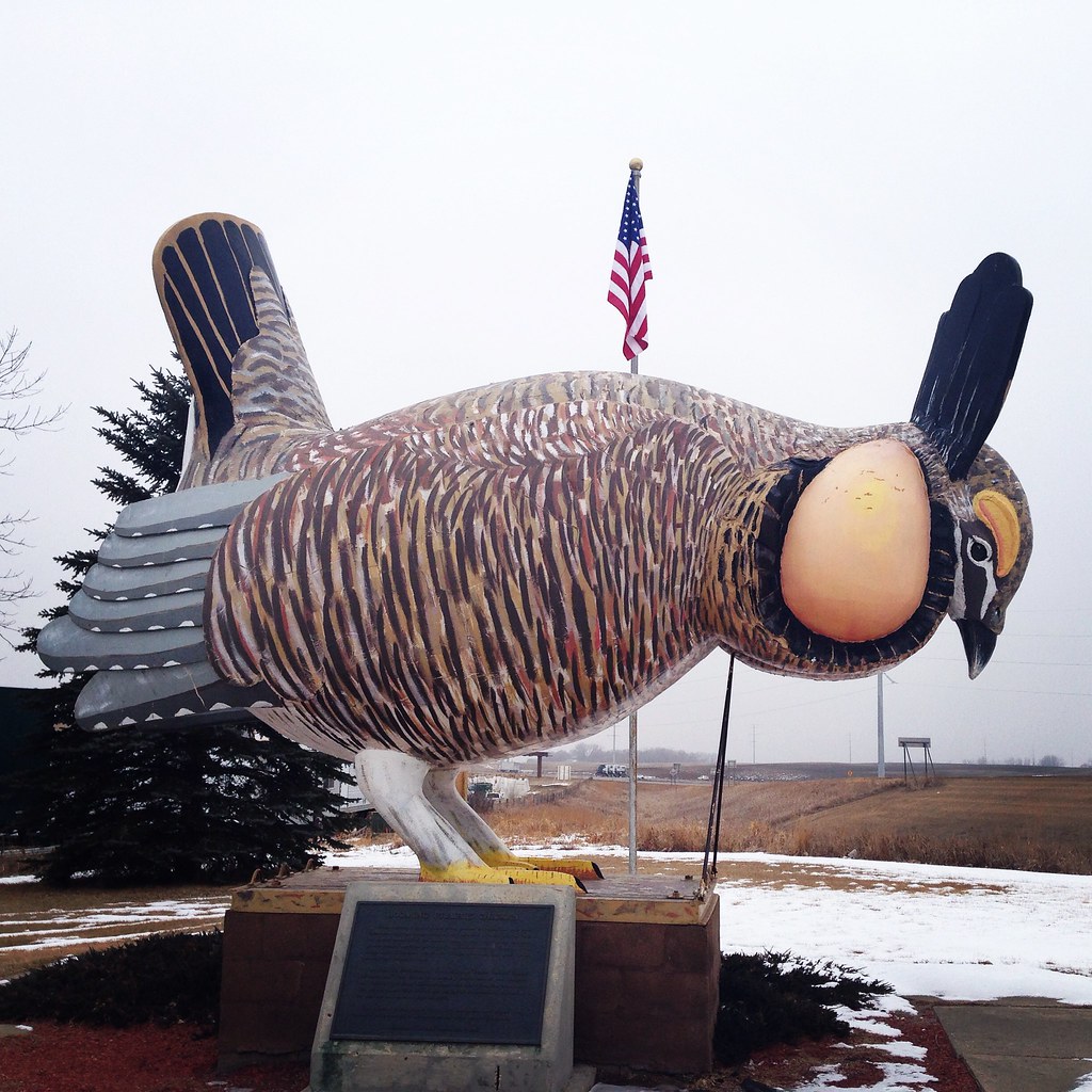 World's Largest Booming Prairie Chicken in Rothsay, Minnesota Kid