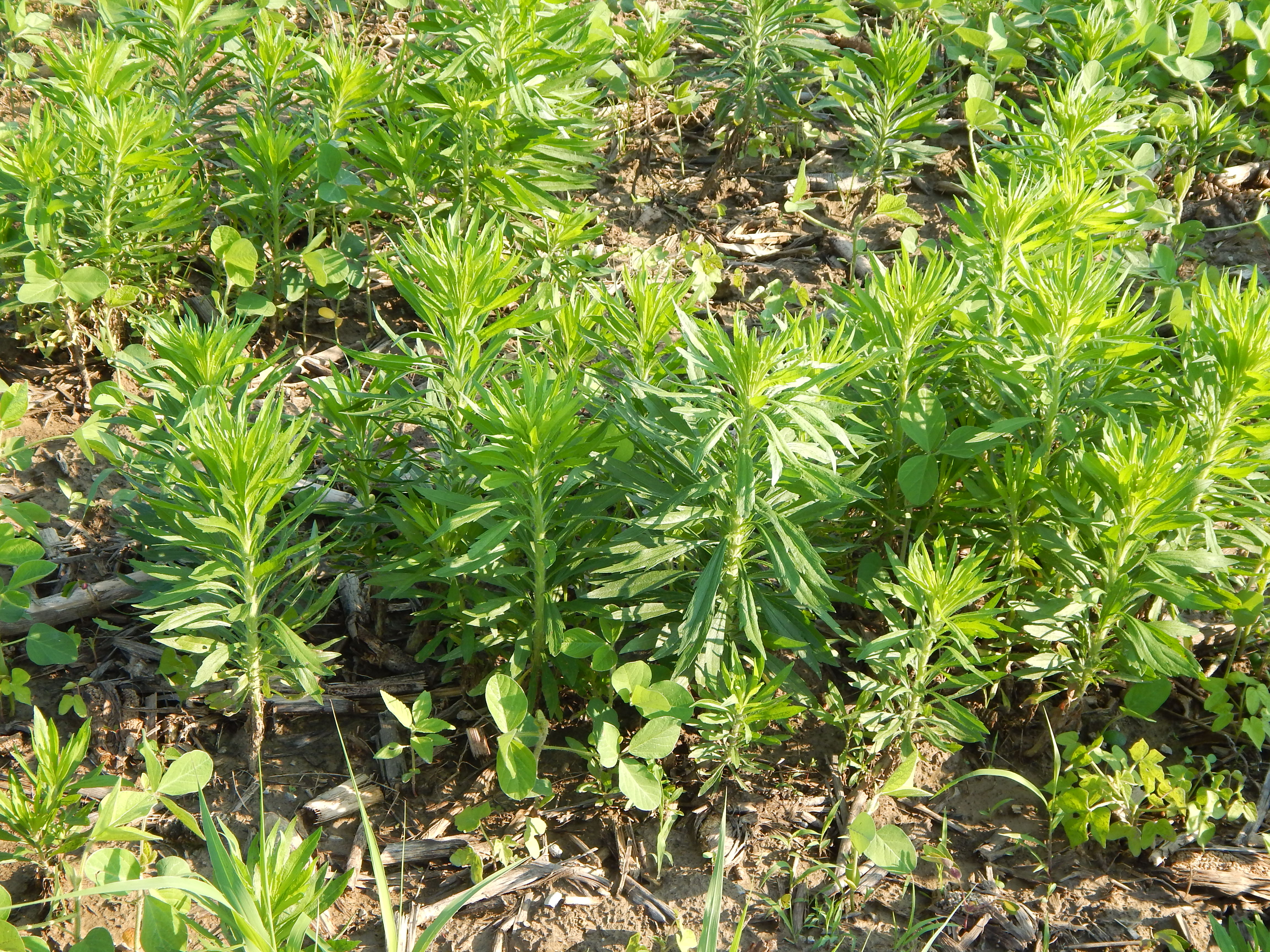 Five Tips to Stay Ahead of HerbicideResistant Weeds