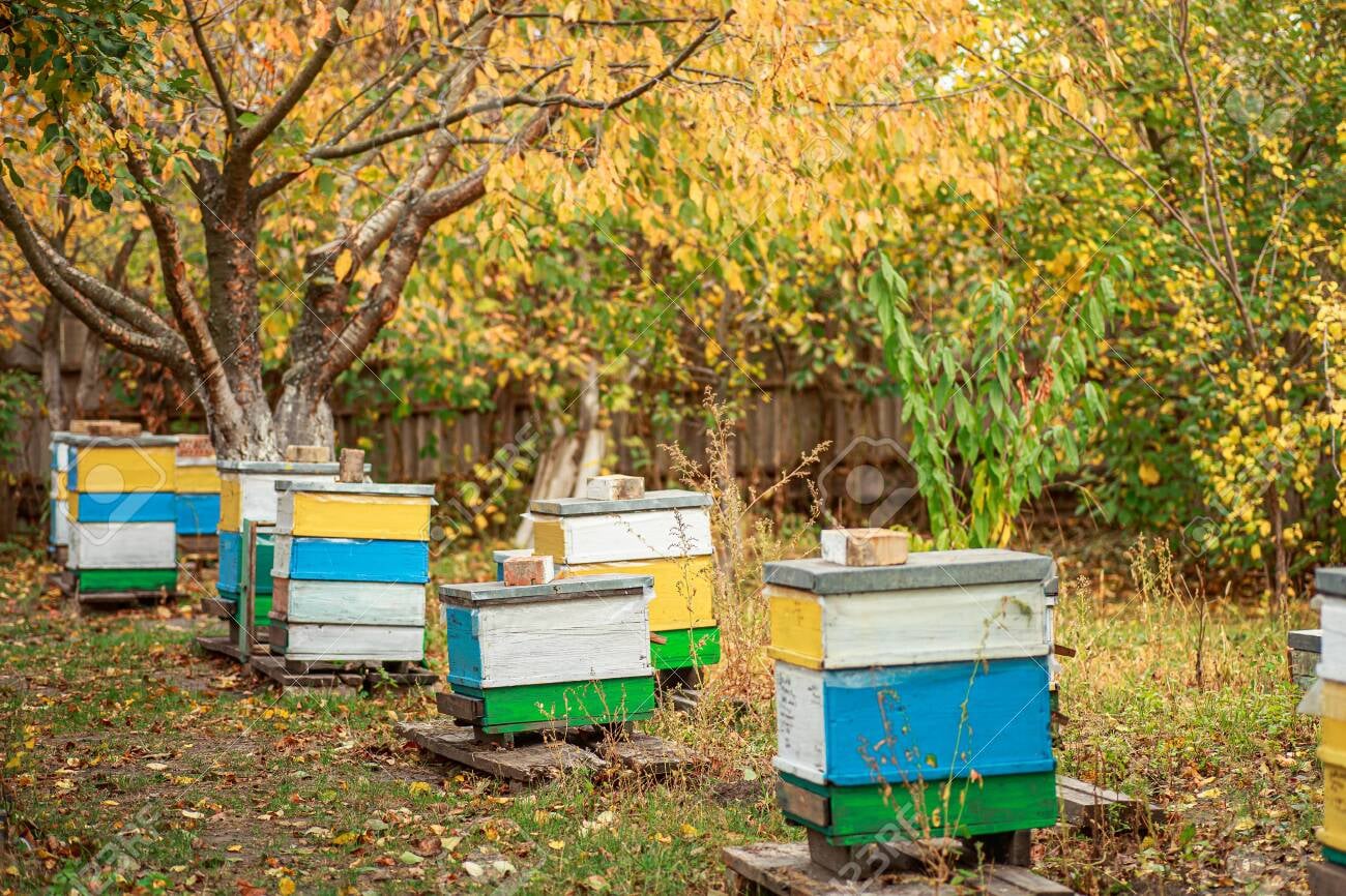 Best Practices for beekeepers, beginners and experienced alike!
