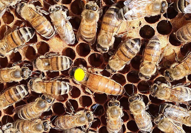 Reines Buckfast APIFAB