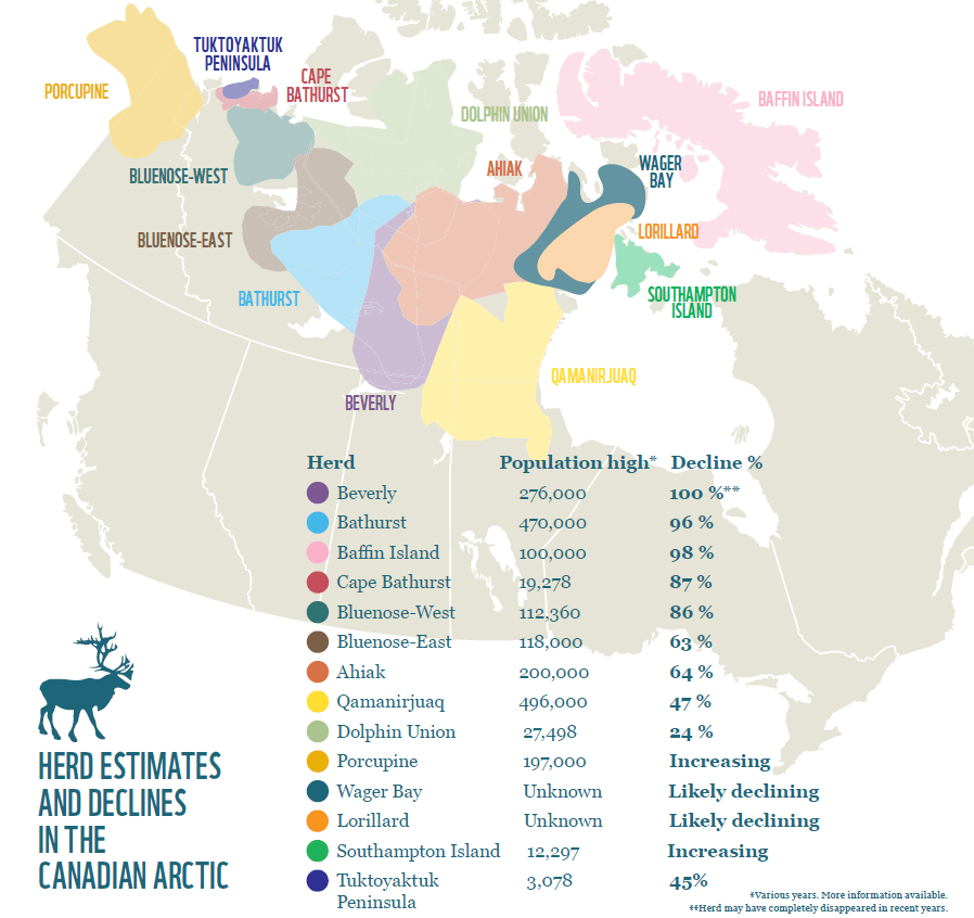 Caribou 13 facts about one of Canada's most atrisk species WWF Arctic