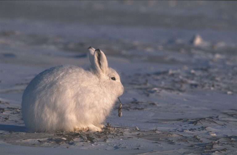 Lessons from lemmings Ecosystem disruptions can have cascading effects on species WWF Arctic