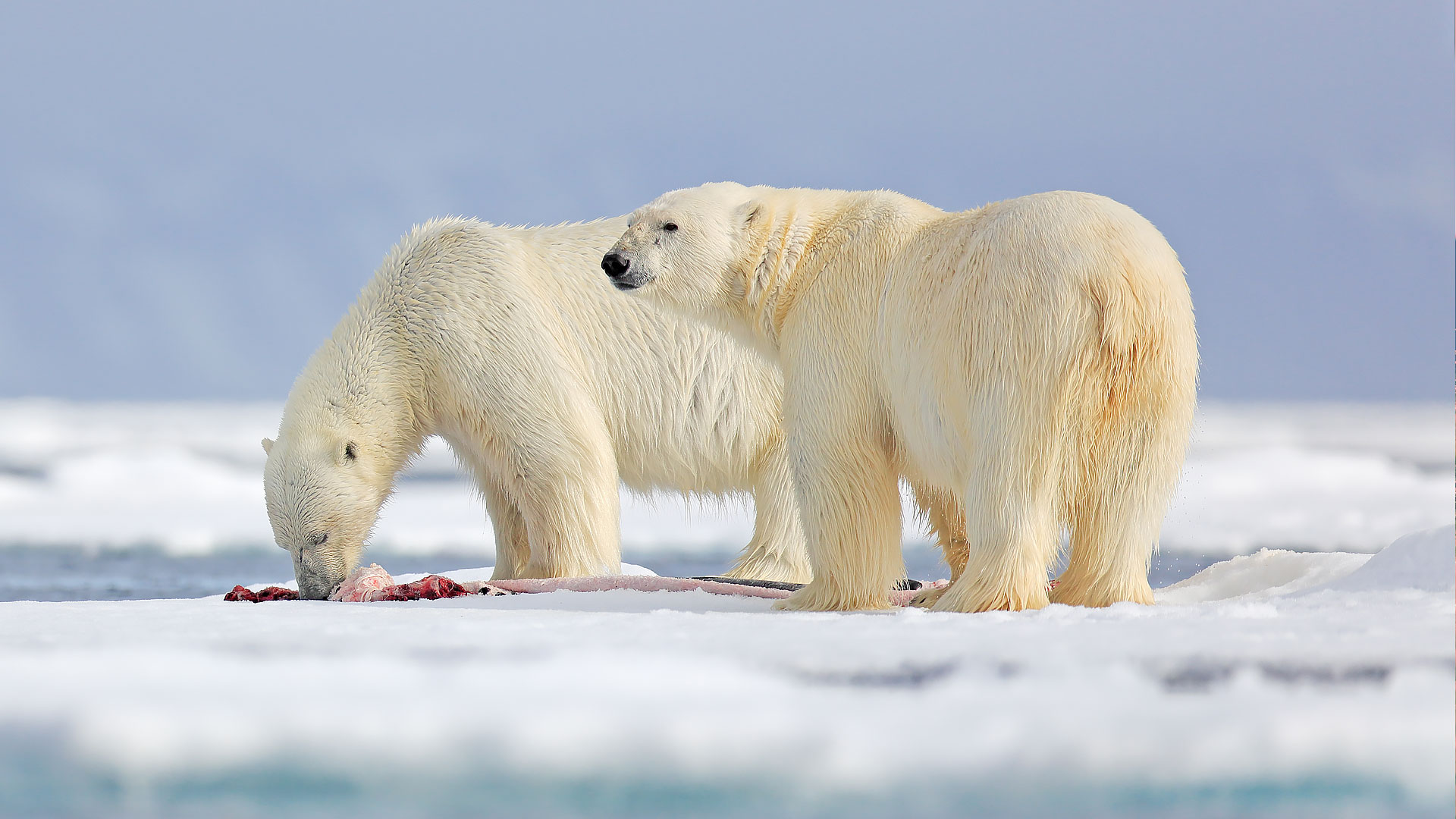 Polar Bear Eating Baby Seal