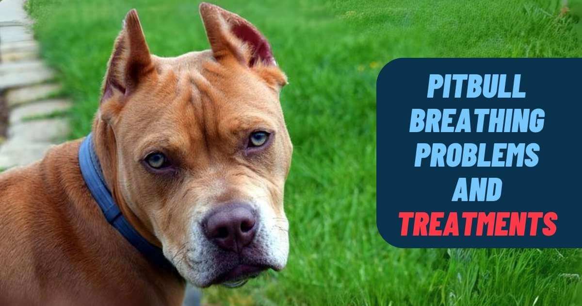 5 Common Pitbull Breathing Problems and Treatments