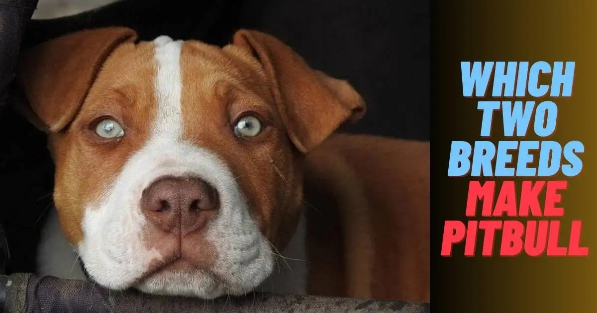 What Two Breeds Make A Pitbull?