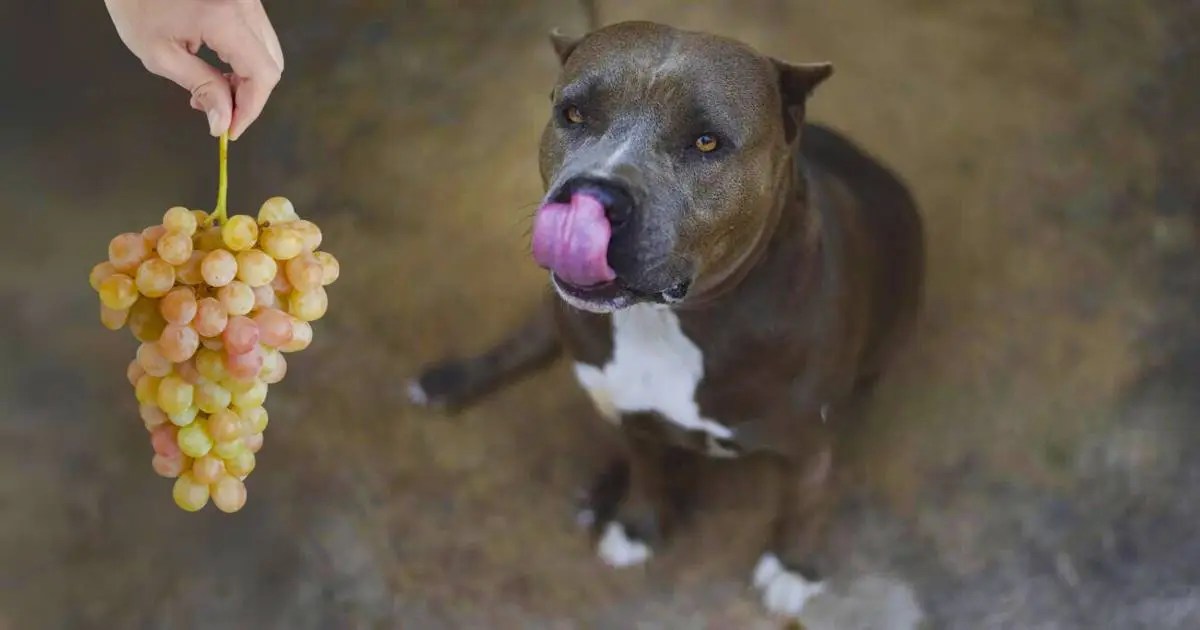Can Pitbulls Eat Grapes or Not? A Place To Love Dogs