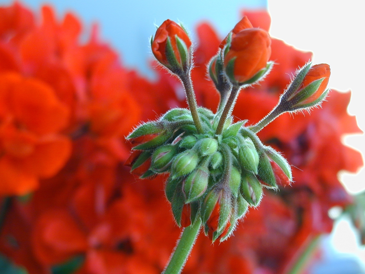 Overwinter those geraniums almost PERFECT Landscaping