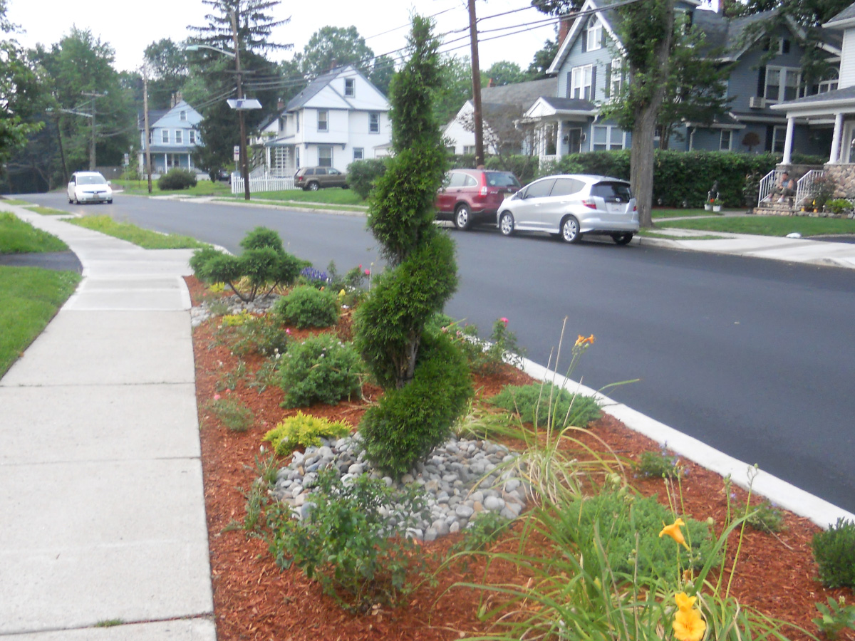 Blue Point Juniper Spiral