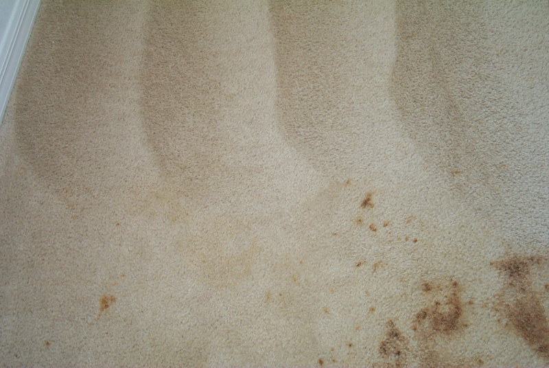 A Plus Carpet Cleaning Serving Minneola, Clermont, Groveland