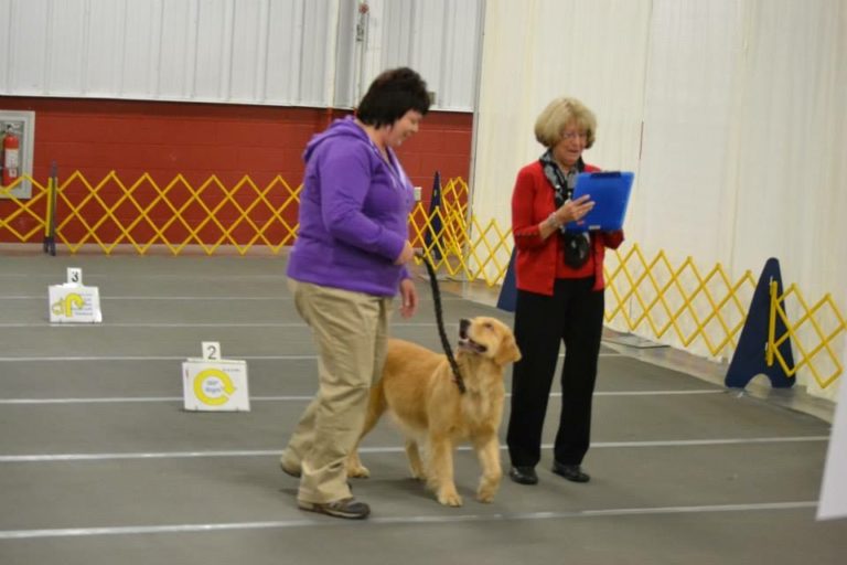 IMG_4498 A Plus Dog Boarding & Training