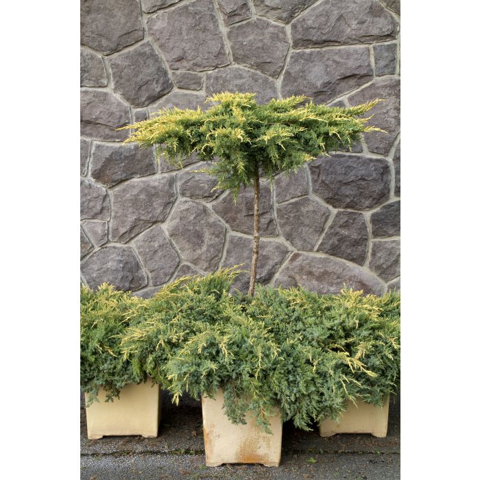 Juniper, Daub's Frosted A+ Garden Center Duluth, Minnesota Plants