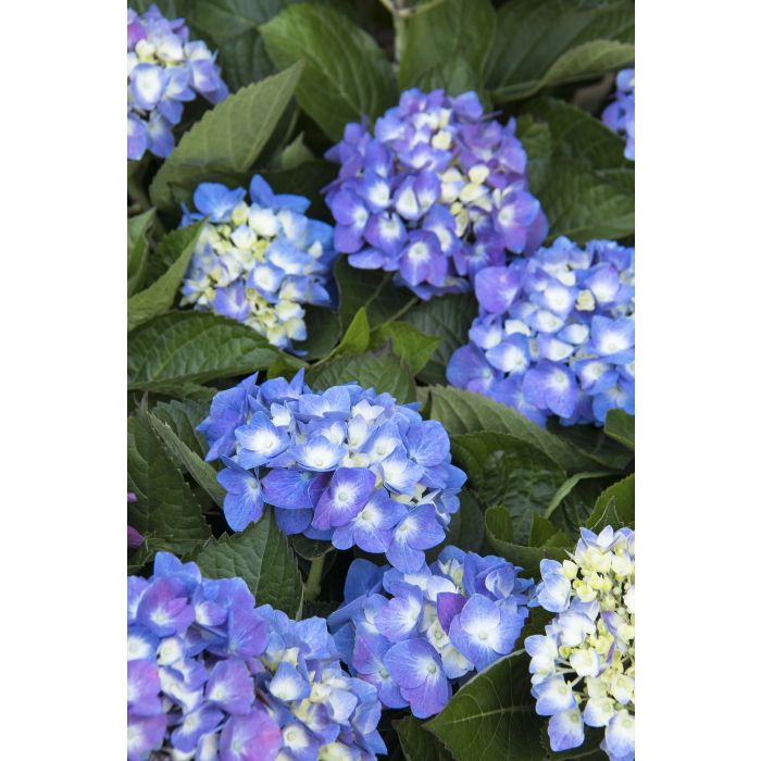 Hydrangea, Seaside Serenade® Cape Cod A+ Garden Center Duluth