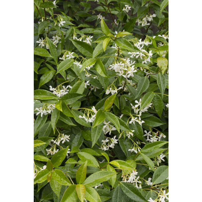 Jasmine, Star A+ Garden Center Duluth, Minnesota Plants, Trees