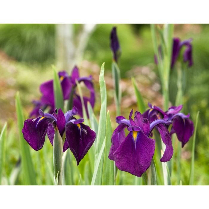 Variegated Japanese Water Iris A+ Garden Center Duluth, Minnesota