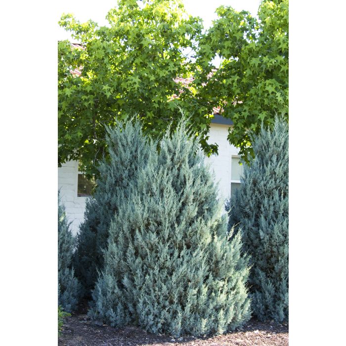 Juniper, Wichita Blue A+ Garden Center Duluth, Minnesota Plants