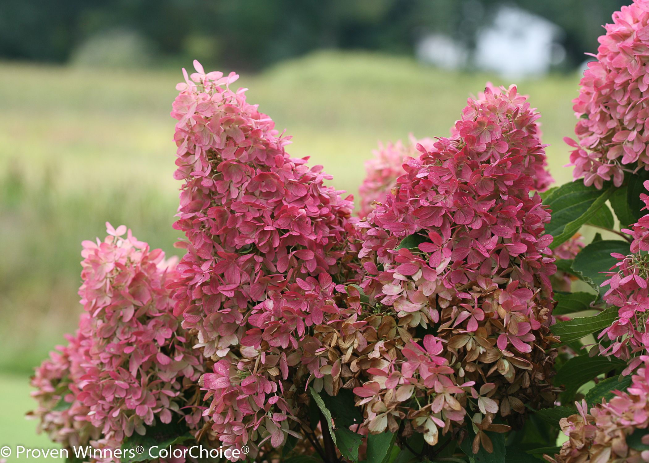 Hydrangea, Zinfin Doll® Panicle A+ Garden Center Duluth, Minnesota