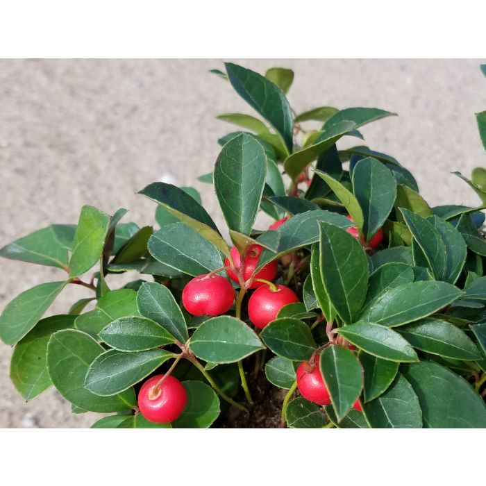 Cherry Berries™ Wintergreen A+ Garden Center Duluth, Minnesota