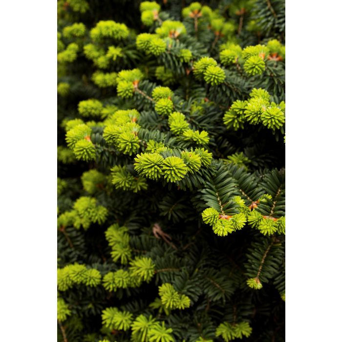 Dwarf Balsam Fir A+ Garden Center Duluth, Minnesota Plants, Trees