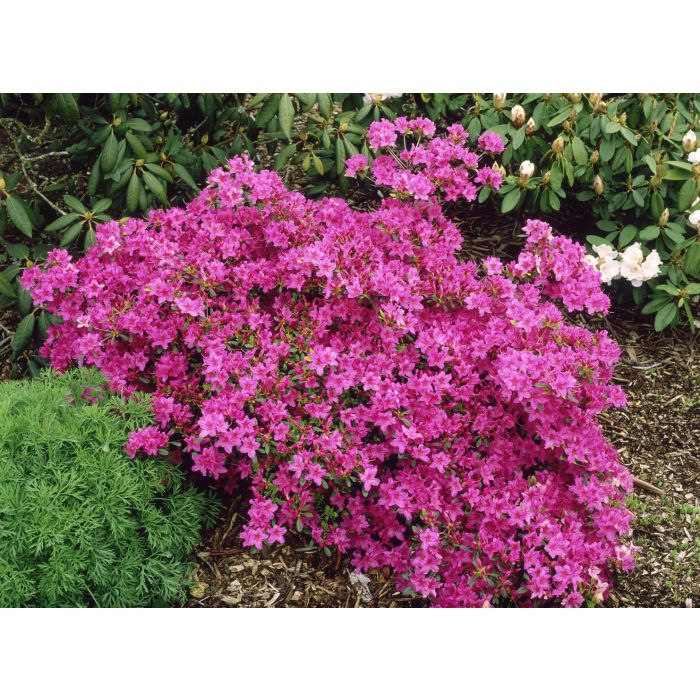 Azalea, Karen A+ Garden Center Duluth, Minnesota Plants, Trees