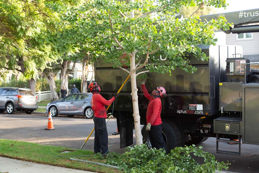 A Plus Tree Professional Tree Services by Certified Arborists