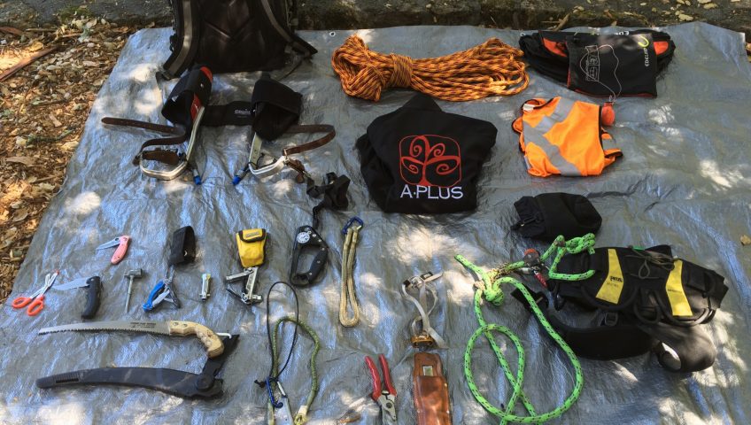 traveling arborist Archives A Plus Tree