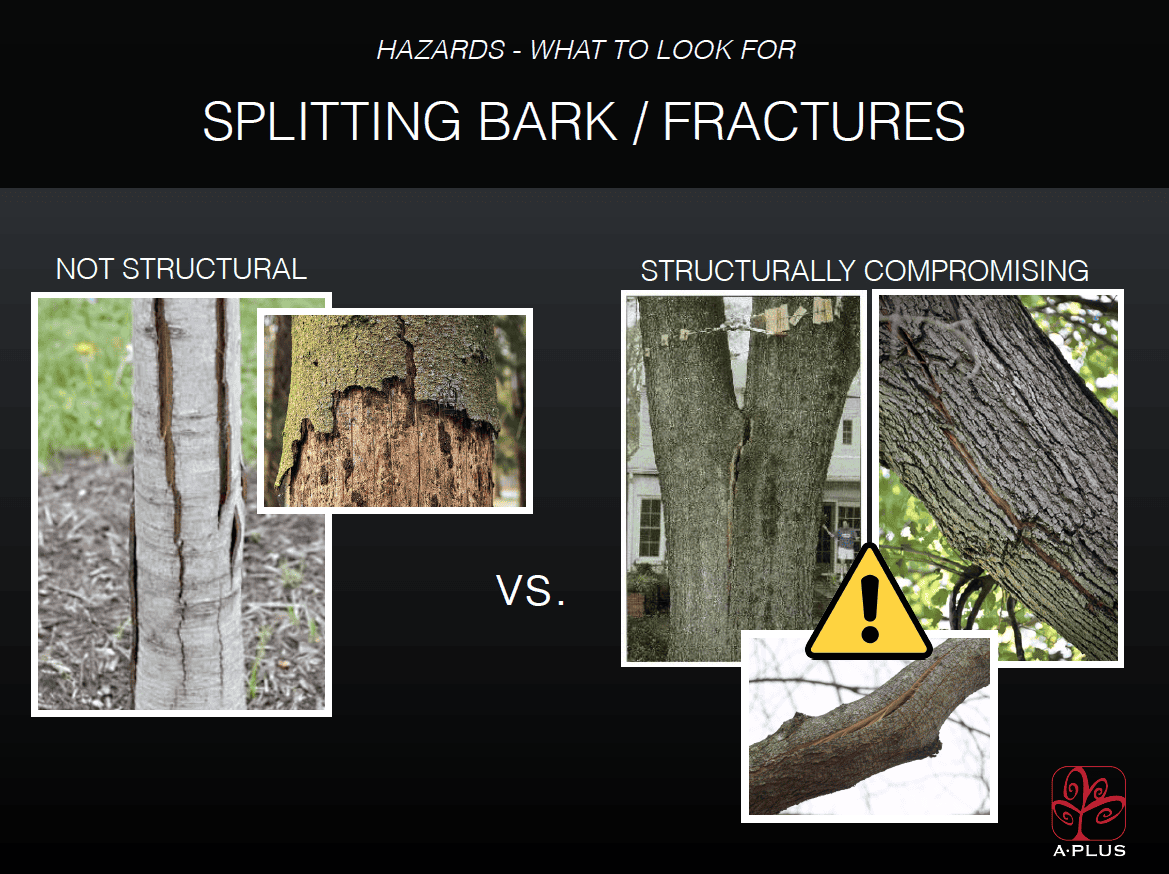 Complimentary Tree101 Guide A Plus Tree