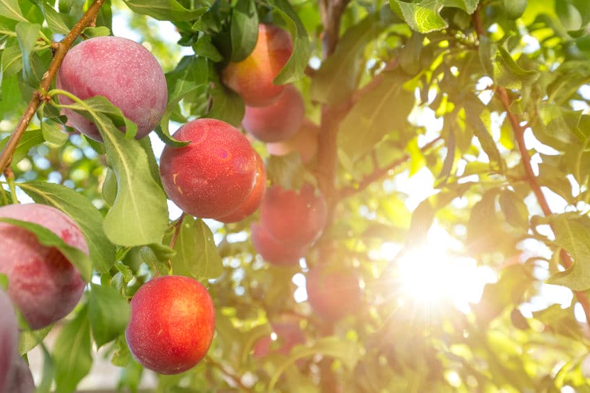 Salt Lake City Arborist A Plus Tree