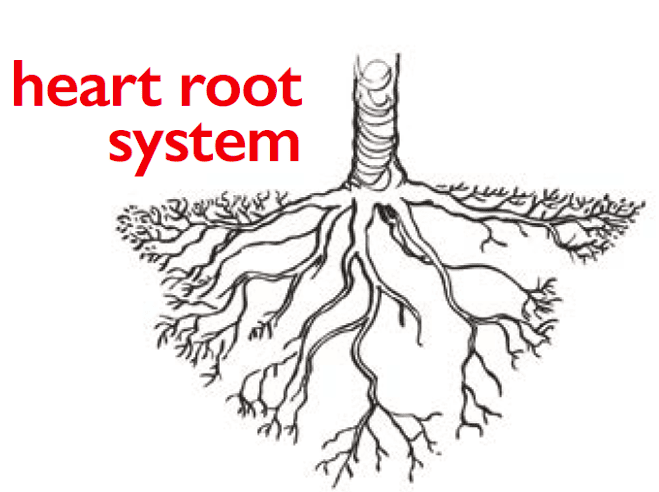 3 Types of Tree Root Systems - A Plus Tree