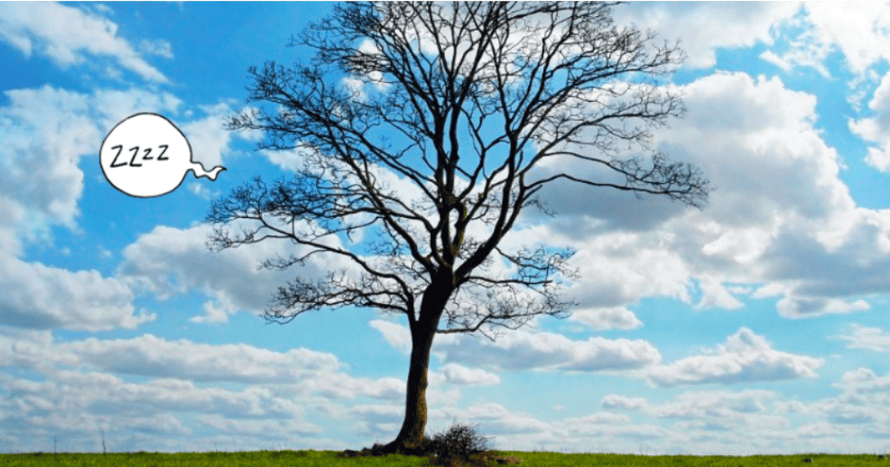 A Plus Tree, Inc Leaders in Tree Care & Sustainability