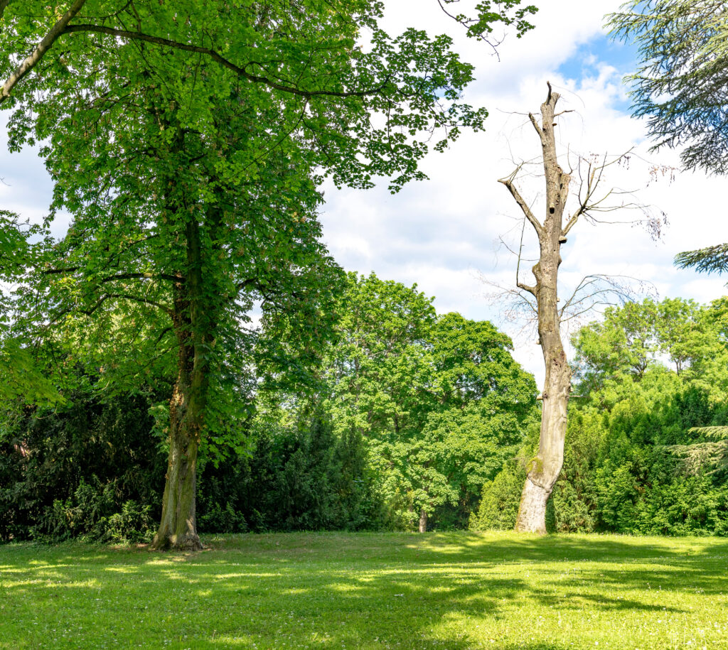 5 Tests to Determine if Your Tree is Dying or Dead A Plus Tree
