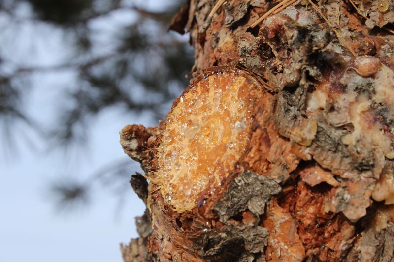 Sap Dripping From Trees? How to Stop and Prevent It A Plus Tree