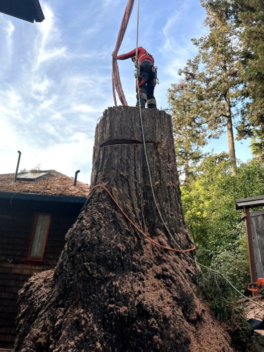How Long Does It Take to Cut Down a Tree?