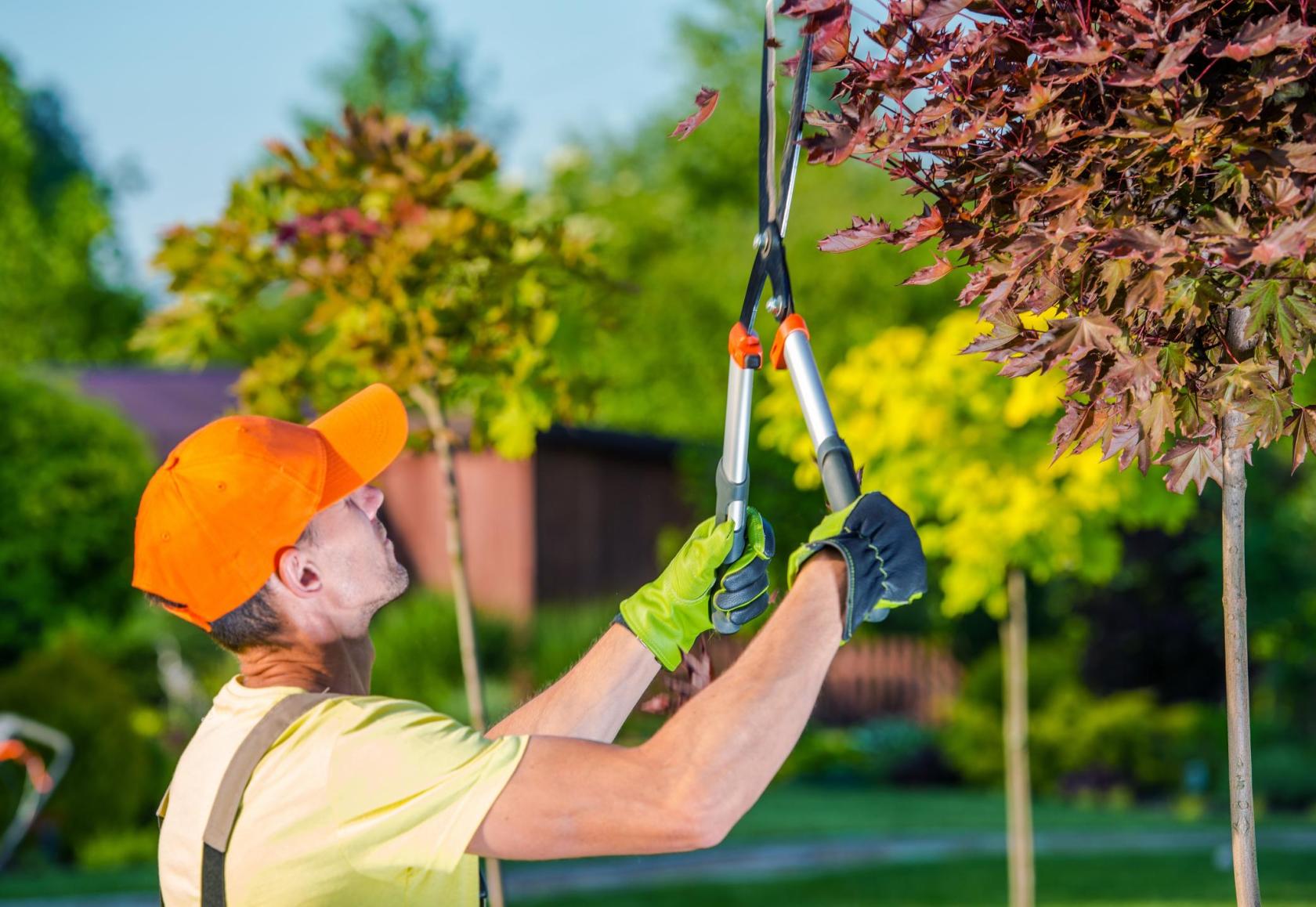 Which Factors Affect The Cost Of Tree Removal Services? A Plus Tree