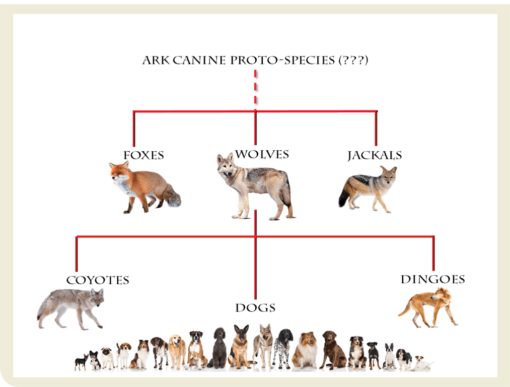 Noahs Ark Animals List