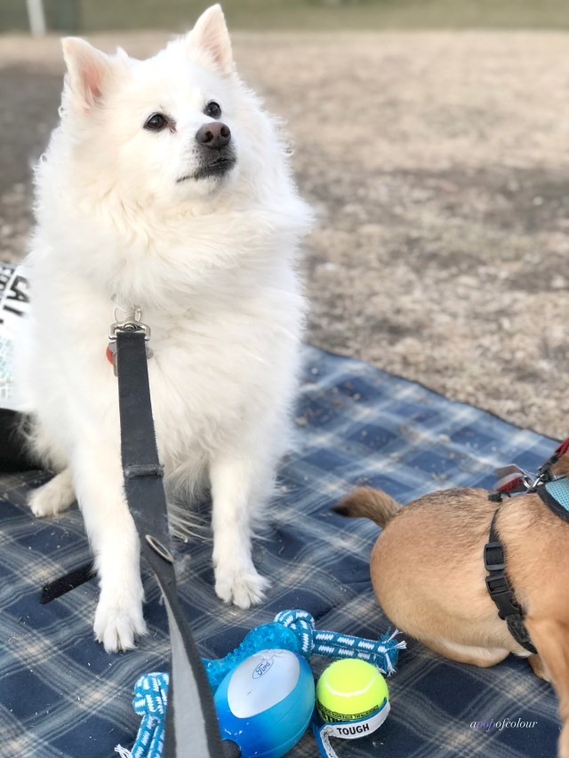 American Eskimo dog in the park